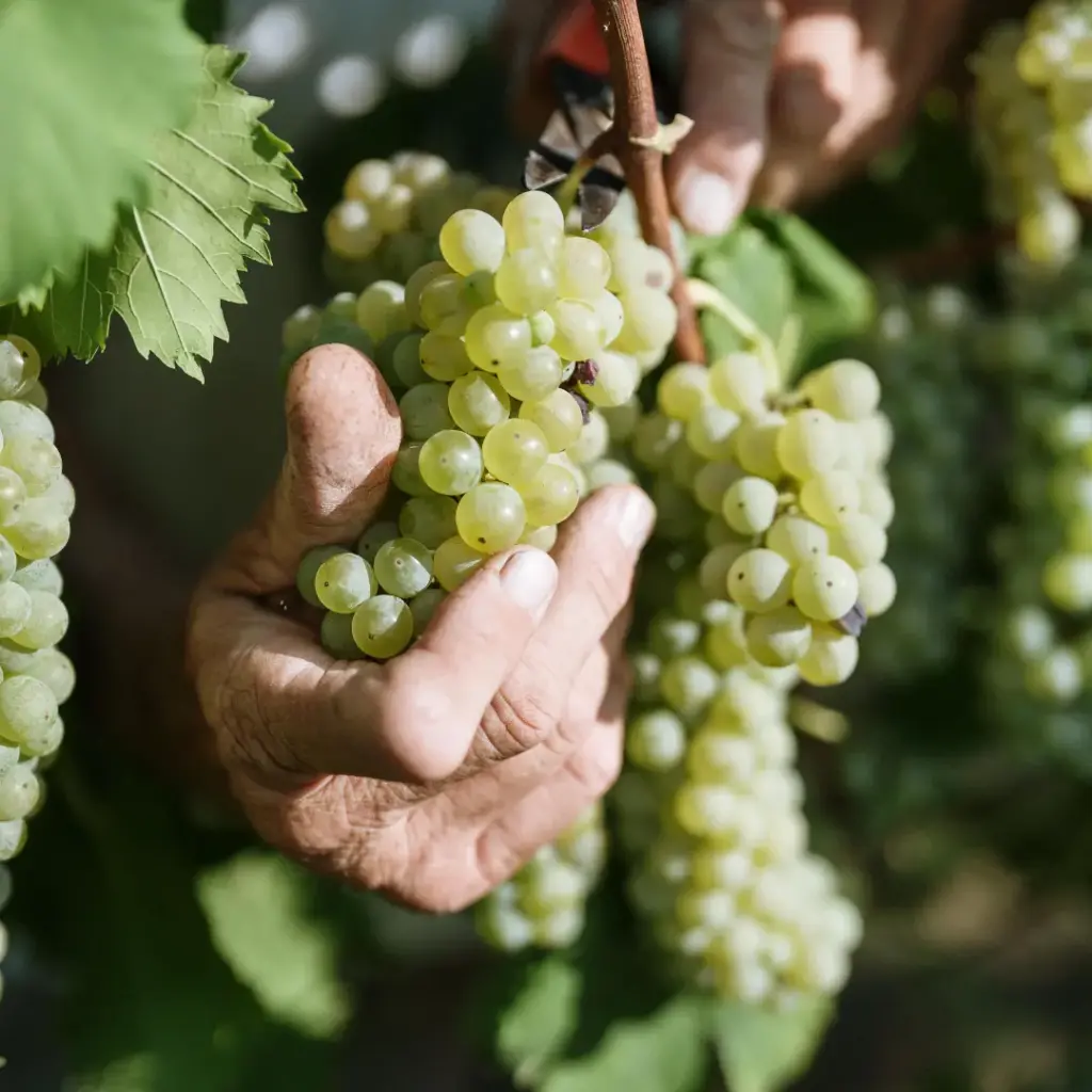 Primo piano di una mano che raccoglie l'uva durante la vendemmia